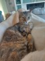 Nala (9)3